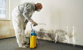 Best Emergency Mold Remediation  in Encinal, TX