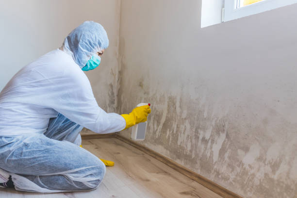 Best Mold Removal for HVAC Installations  in Encinal, TX